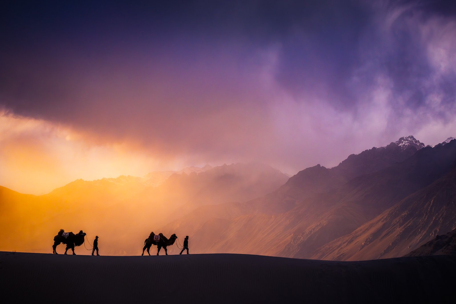 Camels at sunset Hunder Ladakh