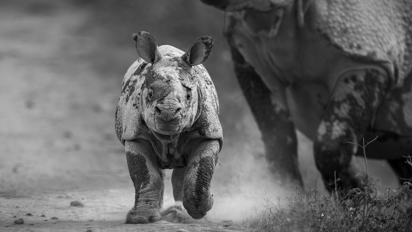 A baby rhino runs ahead of its mother in Kaziranga, Assam
